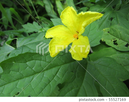 在黃色顏色的美麗的goya花 55527169