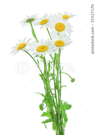 one chamomile or daisies with leaves isolated on white background one chamomile or daisies with leaves isolated on white background 55527170