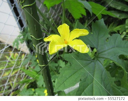 在黃色顏色的美麗的goya花 55527172