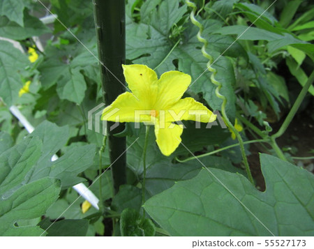 Beautiful goya flower in yellow color 55527173