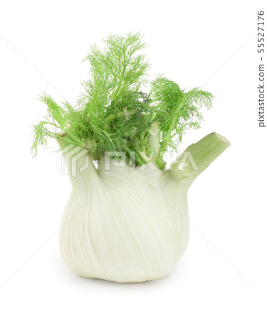 Fennel Bulb. Single fresh fennel bulb with leaves on white background Fennel Bulb. Single fresh fennel bulb with leaves on white background 55527176