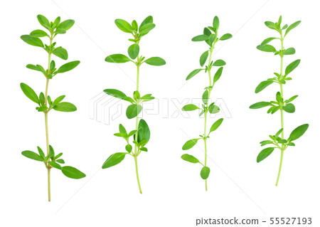 Fresh thyme spice isolated on white background, Top view. Flat lay. Fresh thyme spice isolated on white background, Top view. Flat lay. 55527193