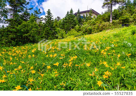 (長野縣)志賀高原/東山山高山植物園夏天 (長野縣)志賀高原/東山山高山植物園夏天 55527835