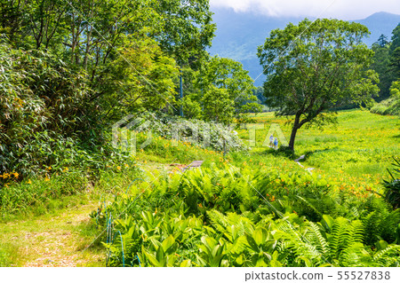 (長野縣)志賀高原/東山山高山植物園夏天 (長野縣)志賀高原/東山山高山植物園夏天 55527838