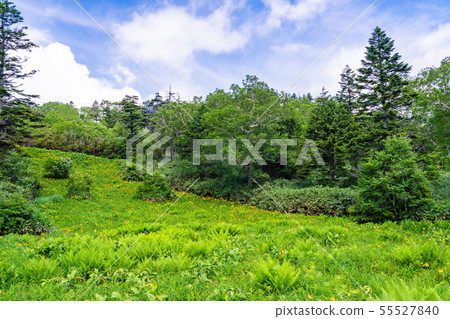 (長野縣)志賀高原/東山山高山植物園夏天 (長野縣)志賀高原/東山山高山植物園夏天 55527840