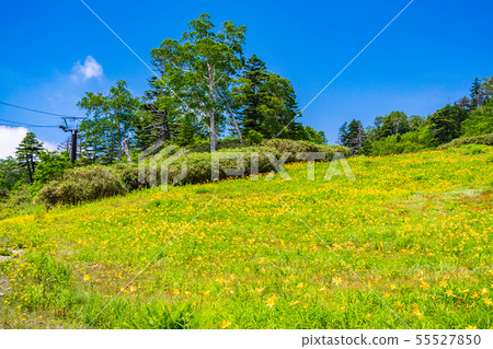 (Nagano) Shiga Kogen / Higashidateyama Takayama Botanical Garden Summer 55527850