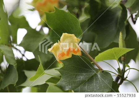 Tulip flowers Tulip flowers 55527938