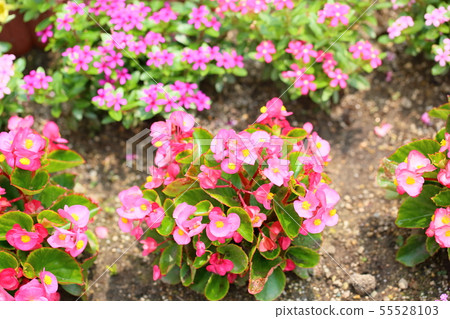 Begonia flowers 55528103