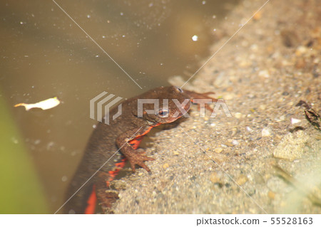 Underwater Underwater 55528163