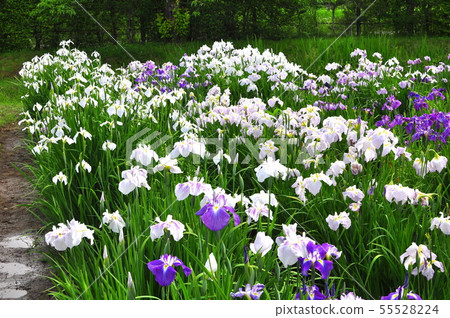 Iris of Sanno Historic Site Park, Kurihara City, Miyagi Prefecture 55528224