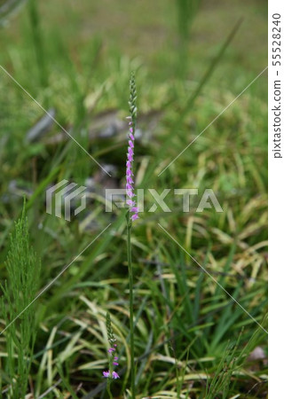 Spiranthes sinensis Spiranthes sinensis 55528240