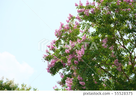 Flower of crape mybs Flower of crape mybs 55528375