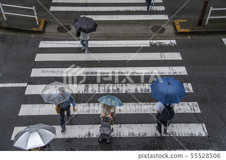 [Baiu umbrella crosswalk] 55528506