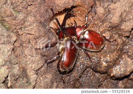 Beetle 55528534