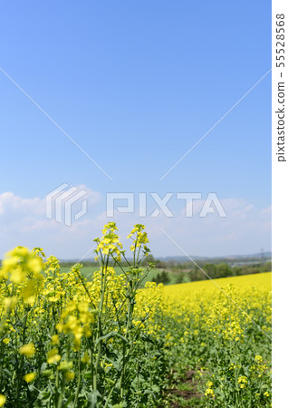 Rape blossoms (Hokkaido Anping) Rape blossoms (Hokkaido Anping) 55528568