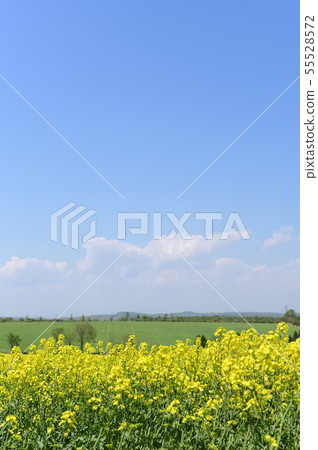 A rape blossom and a blue sky (Anping) 55528572