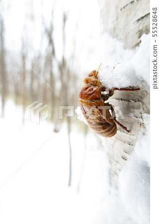 Sapporo City 55528648