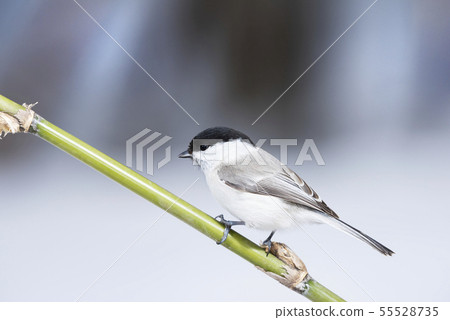 Hashibutogara Sapporo City Hashibutogara Sapporo City 55528735