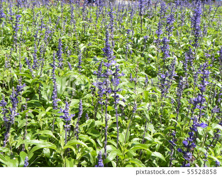 藍色salvia花 藍色salvia花 55528858