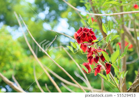 American Flower of Deigo American Flower of Deigo 55529453
