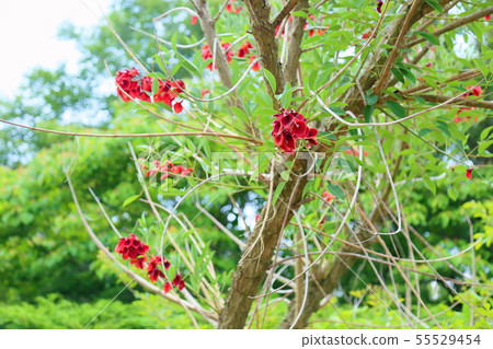 American Flower of Deigo 55529454