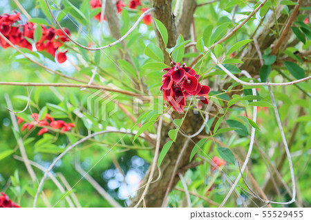 Deigo的美國花 Deigo的美國花 55529455