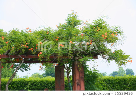 新手kazura的花 新手kazura的花 55529456