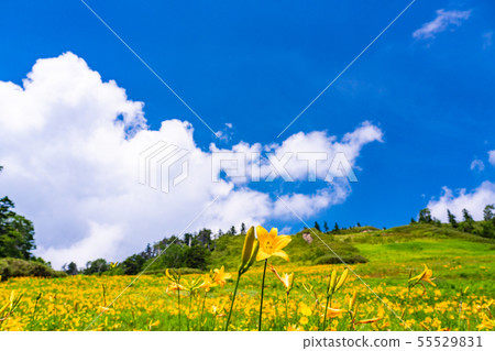 （長野縣）志賀高原/東山山高山植物園夏天 55529831