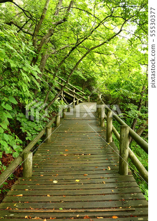 Forest road leading to Fugagaura 55530377