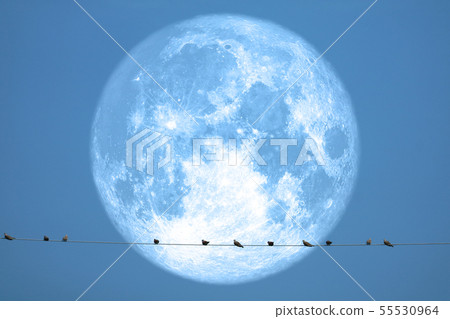 full strawberry moon back on silhouette birds on full strawberry moon back on silhouette birds on 55530964