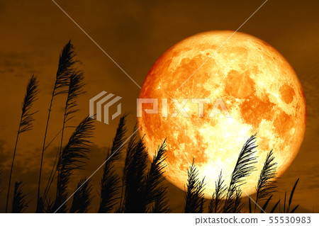 blood strawberry moon on night sky back blood strawberry moon on night sky back 55530983
