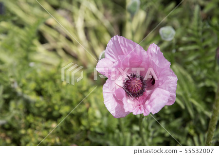 Light pink poppy 55532007