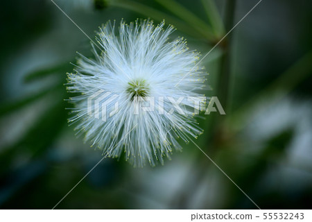 白色困樹花 白色困樹花 55532243