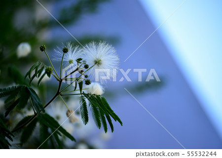 白色困樹花 55532244