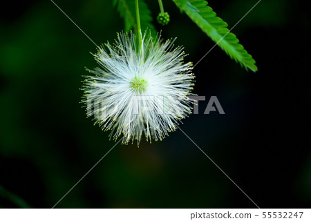 White sleepy tree flower White sleepy tree flower 55532247