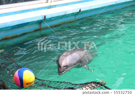 A dolphin and a ball, a popular person from the Ise Meotoiwa Fureai Aquarium in Futami-cho, Ise City, Mie Prefecture 55532750