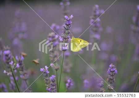 Lavender and butterfly Lavender and butterfly 55532763
