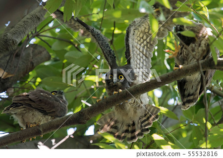 A bird's eyebird A bird's eyebird 55532816