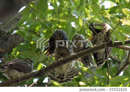 A bird's eyebird A bird's eyebird 55532820
