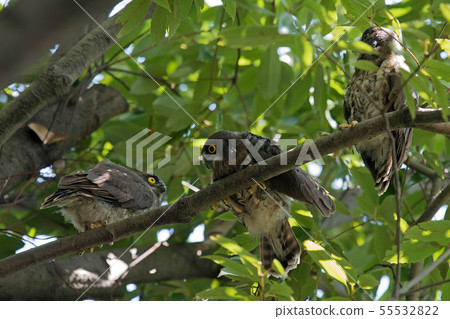 A bird's eyebird A bird's eyebird 55532822