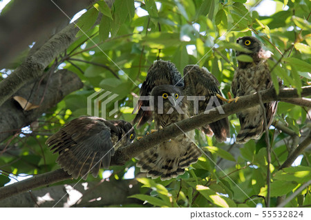 A bird's eyebird A bird's eyebird 55532824