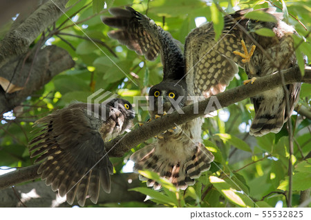 A bird's eyebird A bird's eyebird 55532825