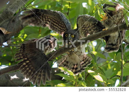 A bird's eyebird A bird's eyebird 55532828