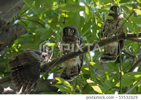 A bird's eyebird A bird's eyebird 55532829