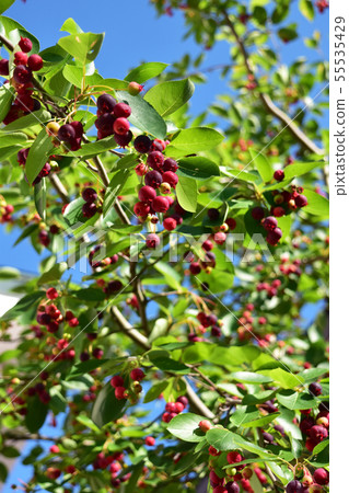 Juneberry果子和藍天 55535429