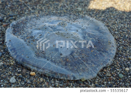 游泳時要小心水母 55535617