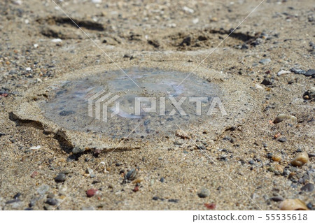 游泳時要小心水母 55535618