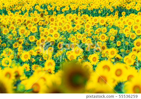 One side of sunflower field [Nagano Prefecture] 55536259