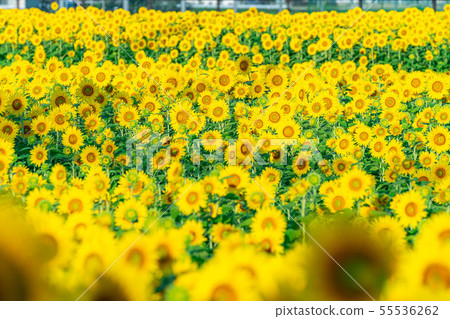 One side of sunflower field [Nagano Prefecture] 55536262