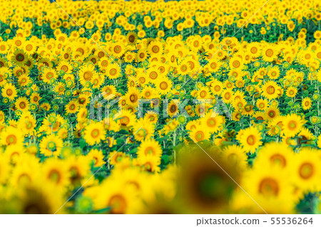 One side of sunflower field [Nagano Prefecture] 55536264